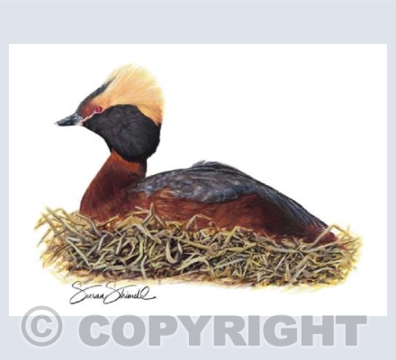 Slavonian Grebe