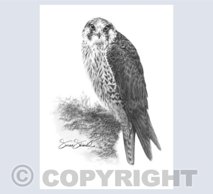 Peregrine Falcon