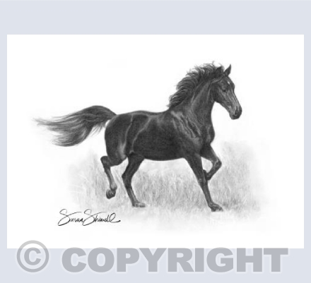 Kindersong ~ Black Horse