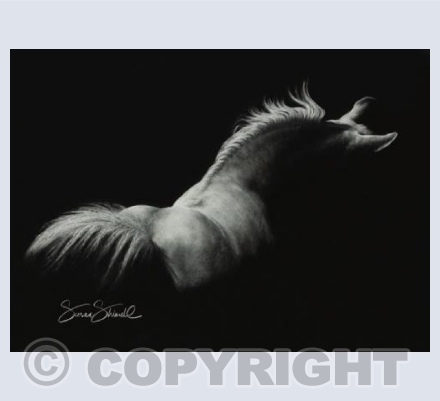 Grace ~ White Horse