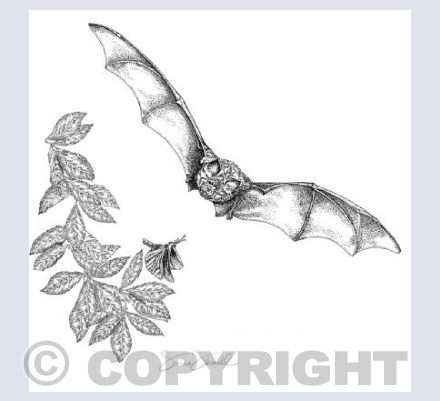 Greater Horseshoe Bat