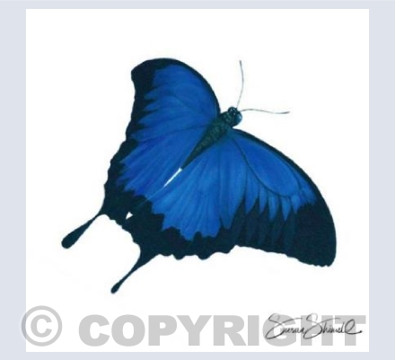 Blue Mountain Butterfly 