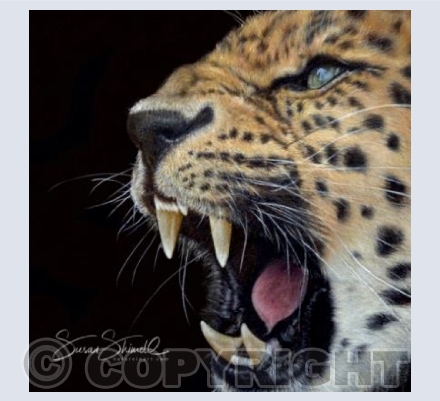 Amur Leopard