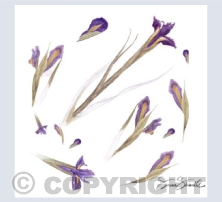 Iris Study