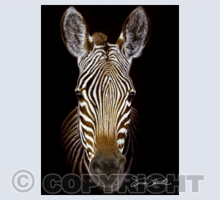 Cape Mountain Zebra