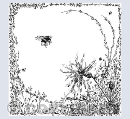 The Bees and ragged robins