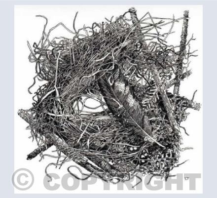 "The feather in the grass"