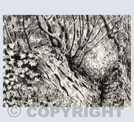 "In the woods"
