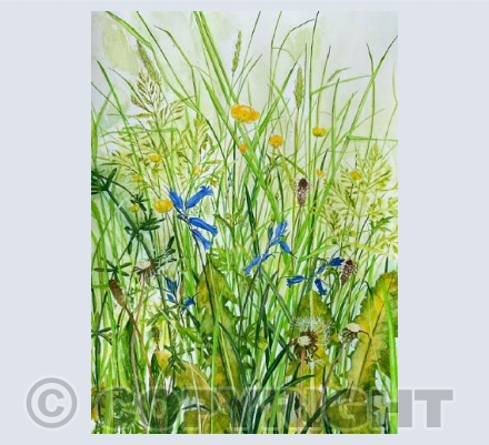 Between the woods and the meadow 