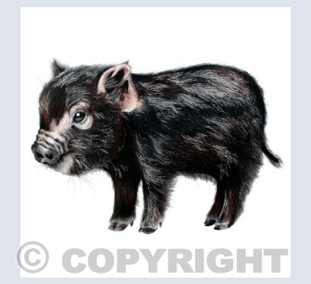 Pig Card