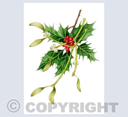 Holly and Mistletoe Card