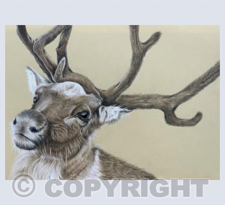 Reindeer 
