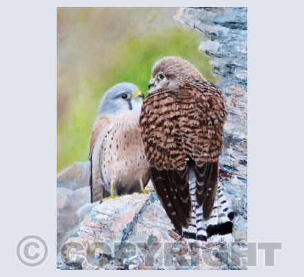 Kestrel Love