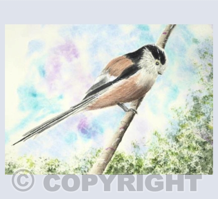 Long-Tailed Tit