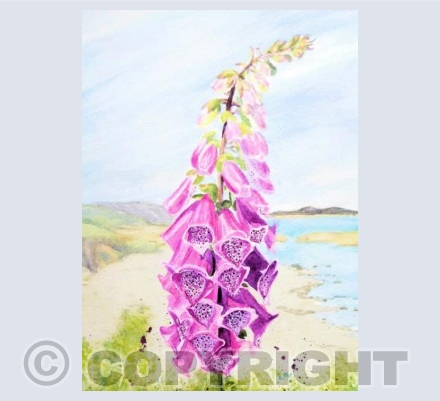 Scilly Foxglove