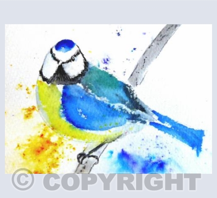 Blue Tit
