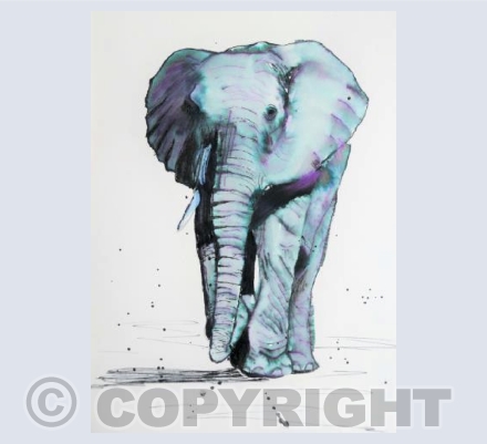 African Elephant