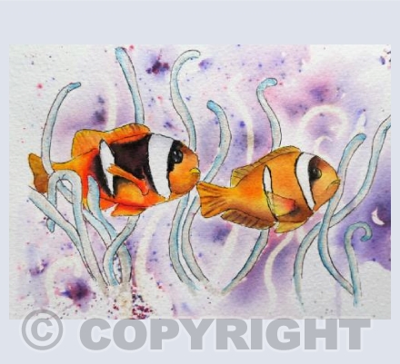 Clown Fish