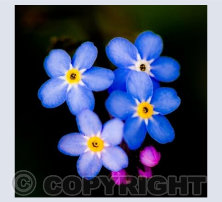 Forget me Nots on Black