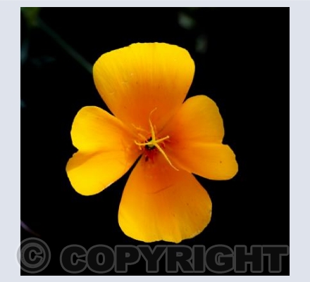 orange petals on black