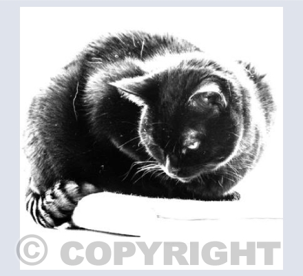 Black Cat sitting comfortably