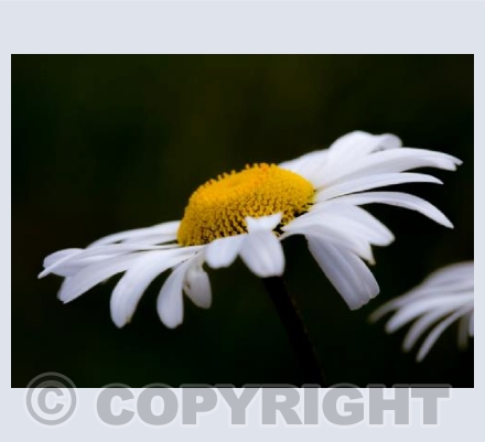 Ox-Eye Daisy on Black