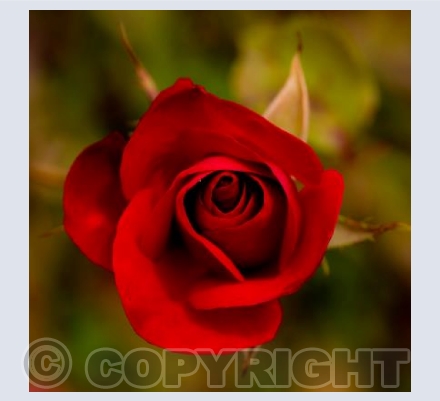 Red Rose