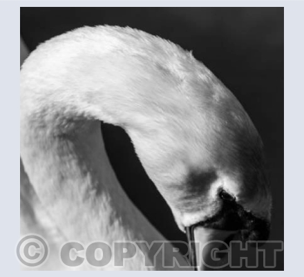Coy Swan