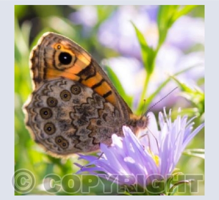 Brown Wall Butterfly feeding