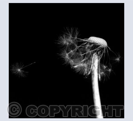 Floating dandelion