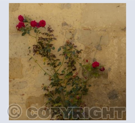 Wandering Rose