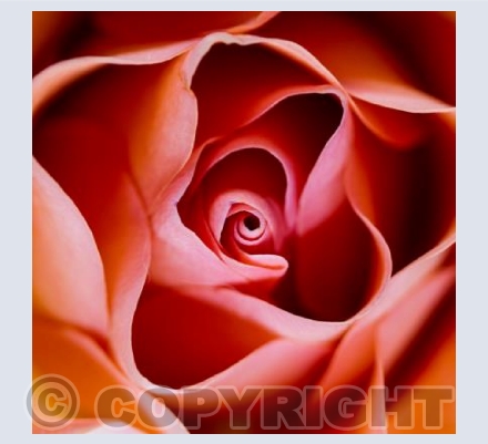 Red Rose
