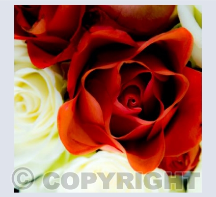 red and white roses