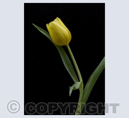 Yellow Tulip