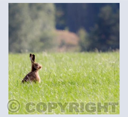 Brown Hare waiting