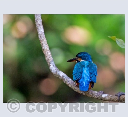 Kingfisher 1