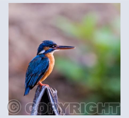 Kingfisher