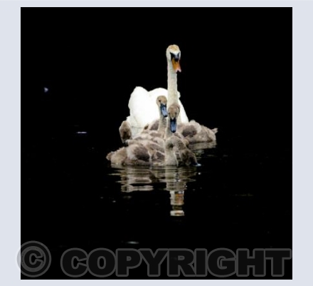Swan and Cygnets