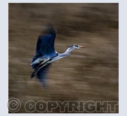 Grey Heron in flight