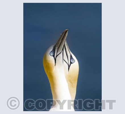 Courting Gannets