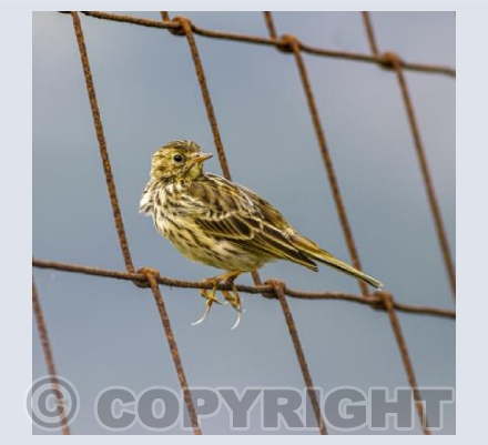 Paused Pipit