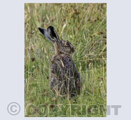 Hare hiding in the long grass