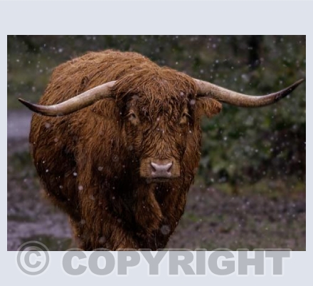 Highland Cow in the snow