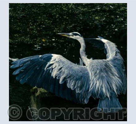 Grey Heron - wings outstretched
