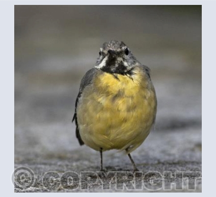 Grey Wagtail posing