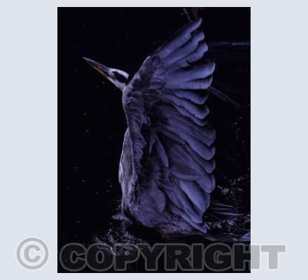 Grey Heron raises its wings