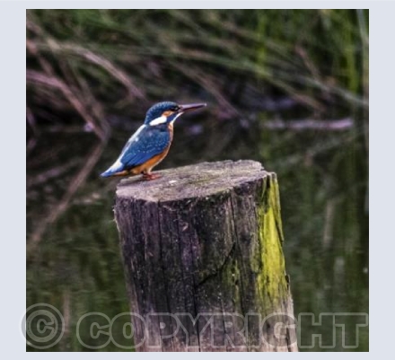 Paused Kingfisher