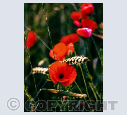 Red Poppies and Corn