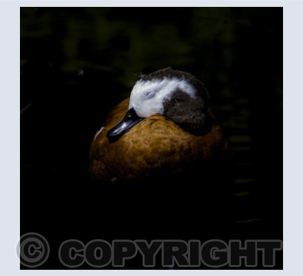 Shelduck in the Shadows