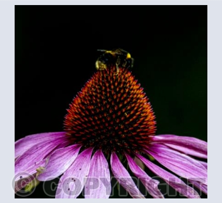 Bumble Bee on Echinacea